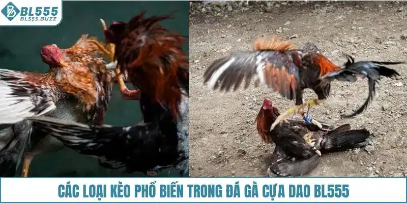 Các loại kèo phổ biến trong đá gà cựa dao BL555