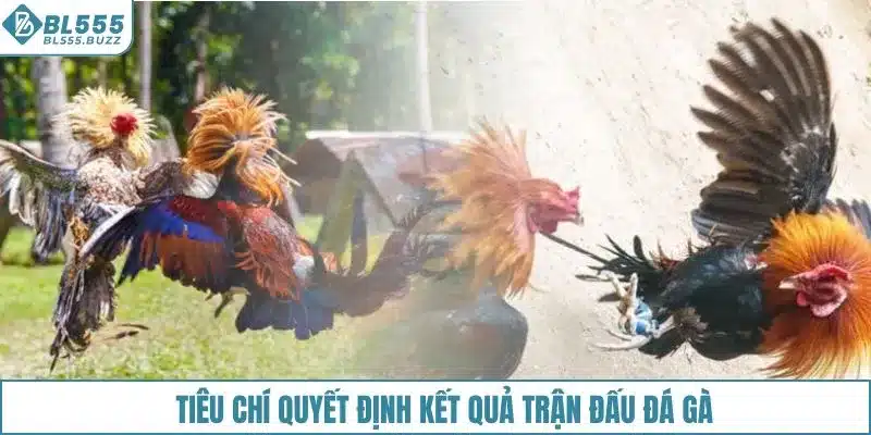 Tiêu chí quyết định kết quả trận đấu đá gà